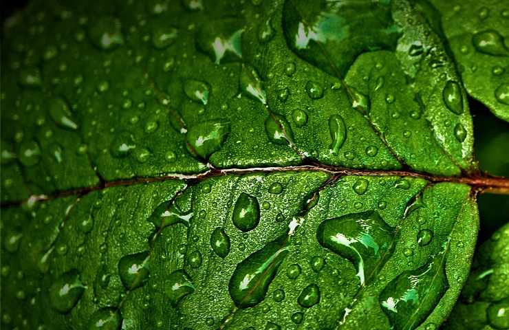 Acqua ossigenata trucco piante