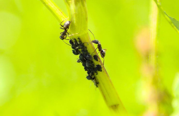 rimedio naturale infestazioni piante