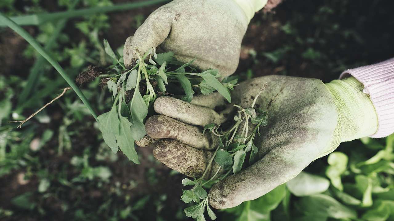 giardinaggio oggetto comune