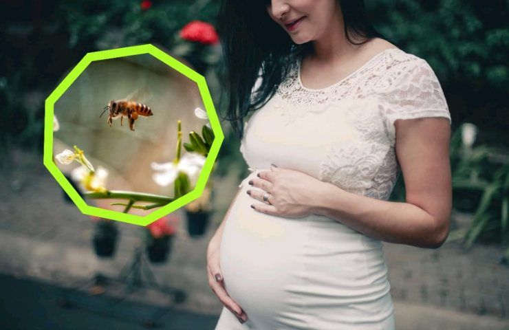 pericolo puntura ape gravidanza