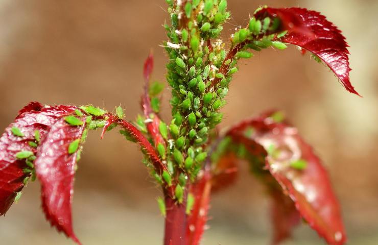 repellente naturale parassiti piante