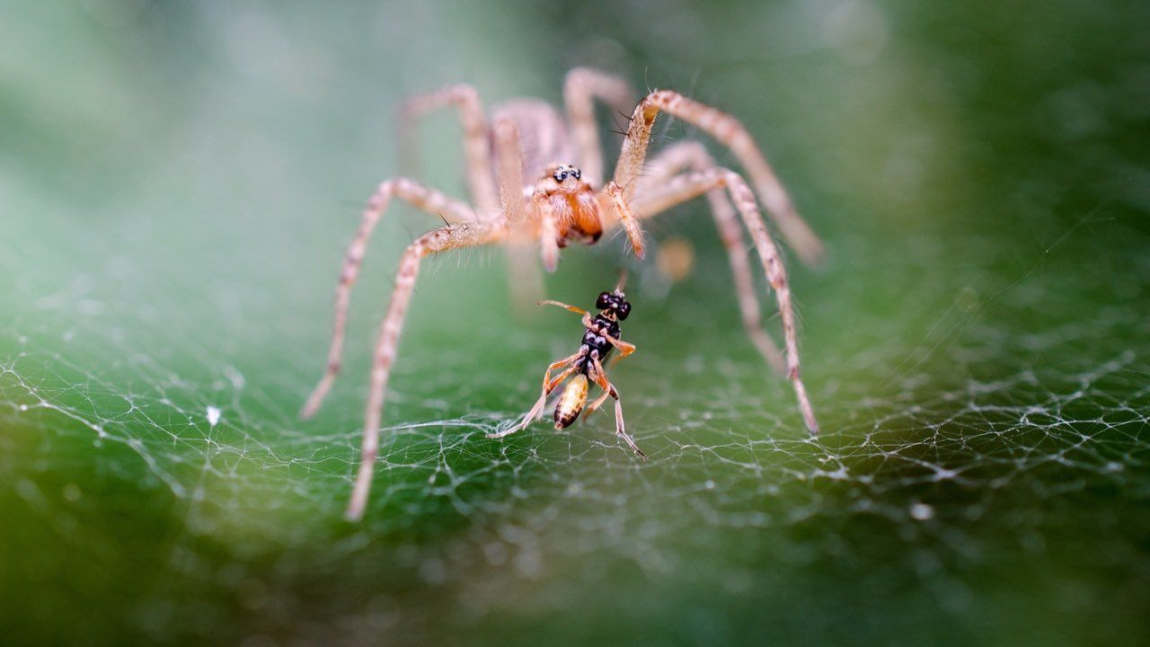 rimedio naturale insetti