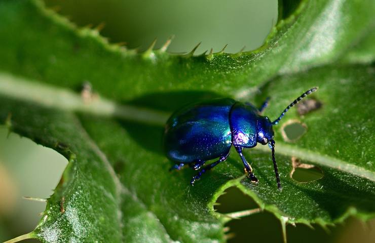 Scarafaggio blu