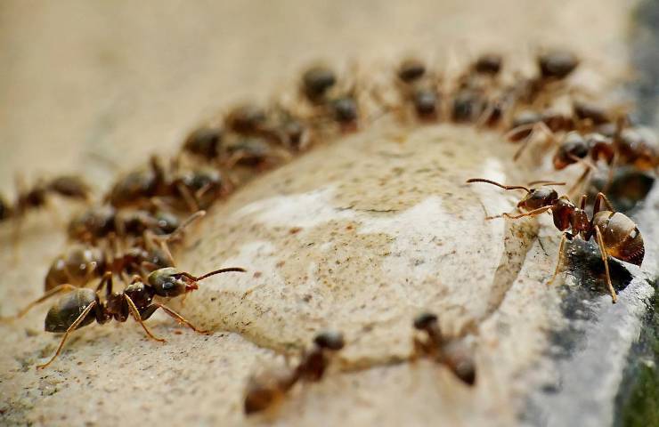 soluzione gesso formiche