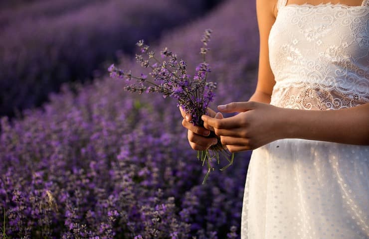 Lavanda (Foto Pixabay)