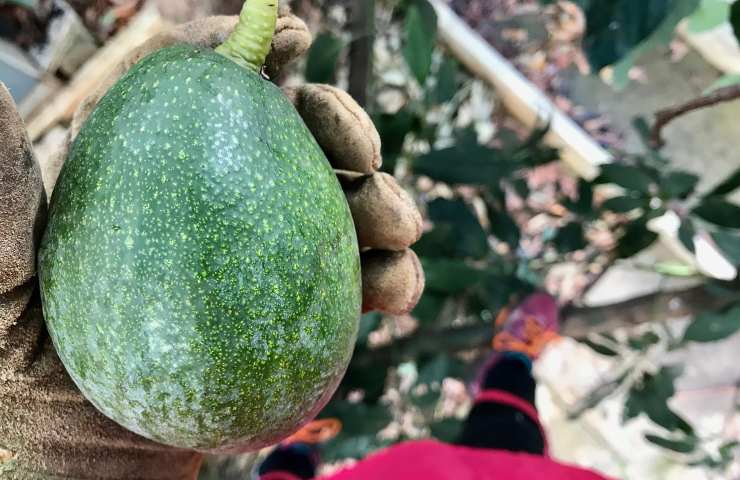 Avocado