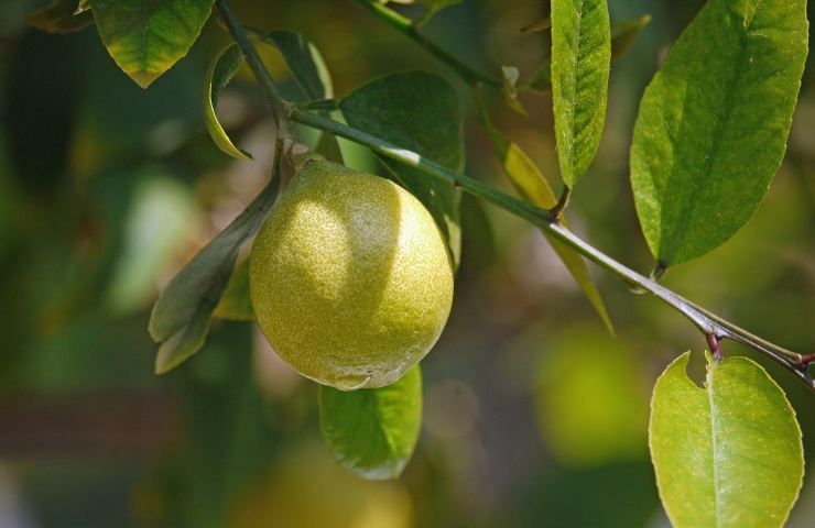 foglie limone ricette cucina