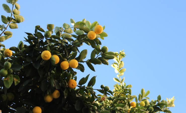 limoni