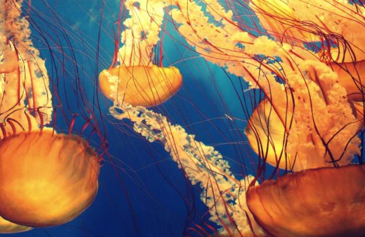 meduse mare