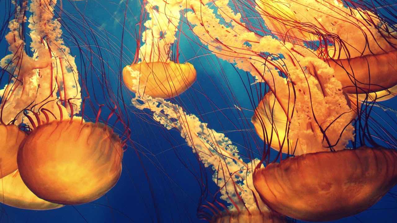 ammoniaca puntura medusa