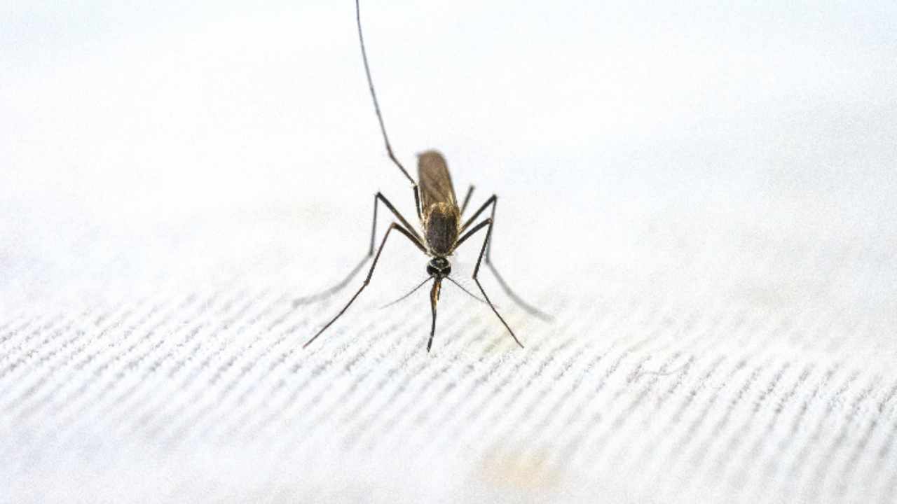 Come eliminare zanzare