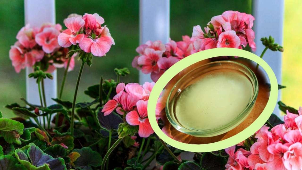 insetticida parassiti olio bianco