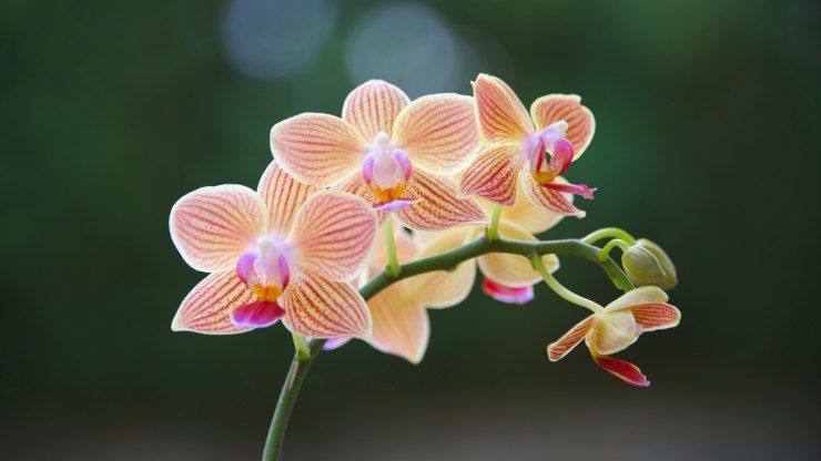 curare orchidea