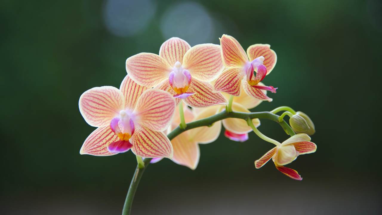 orchidea segreti