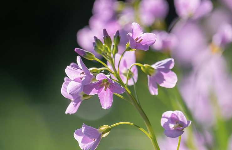 Orchidea fiorisce in Estate