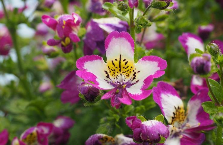 Schizanthus pinnatus coltivazione