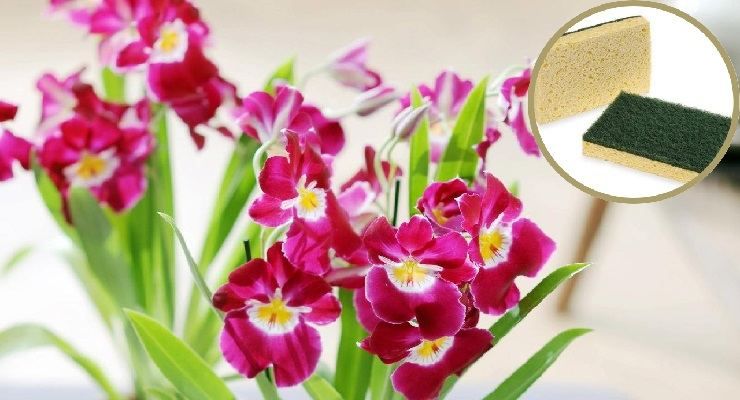 Orchidea morente trucco spugna