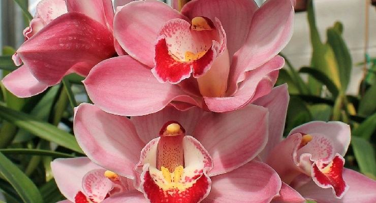 motivi e rimedi macchie foglie di orchidea