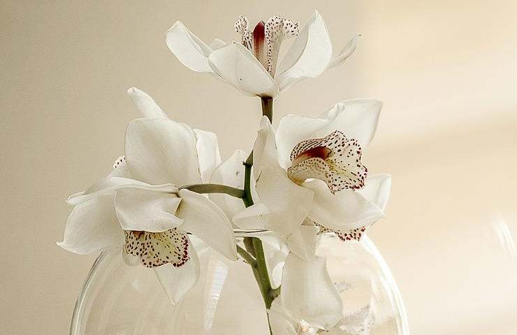 Orchidee cura
