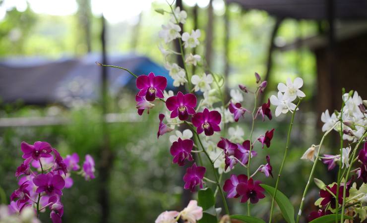 coltivare orchidee