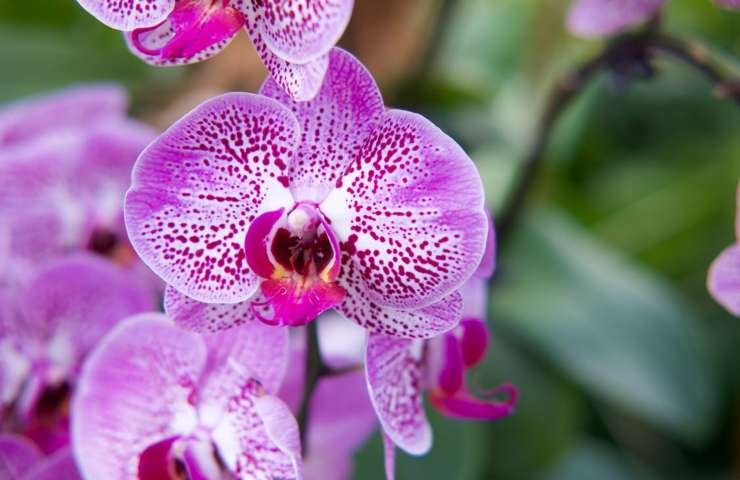 Orchidee dai colori sgargianti
