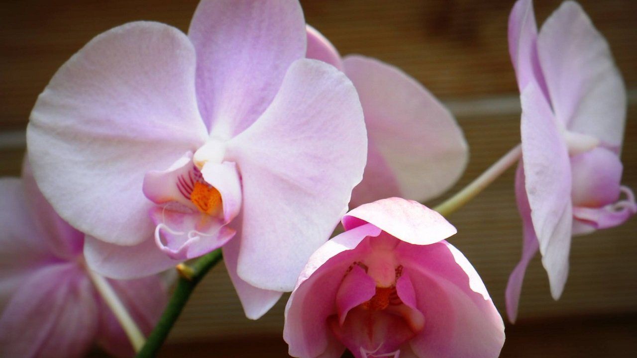 Orchidee radici di colore bianco e marrone