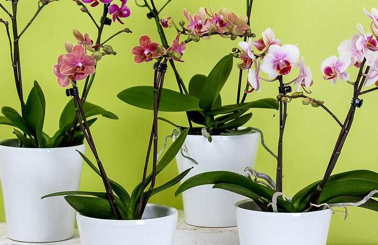 Orchidea estate come comportarsi