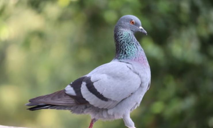 Come allontanare i piccioni dal tuo balcone: la soluzione è una pianta