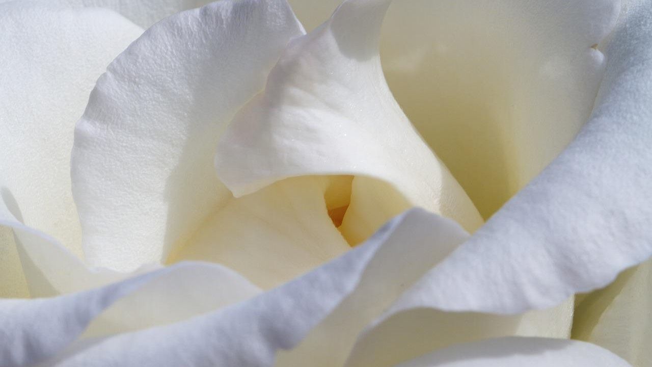 petali rosa bianchi significato