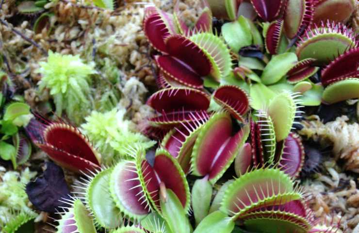 Dionaea muscipula pianta