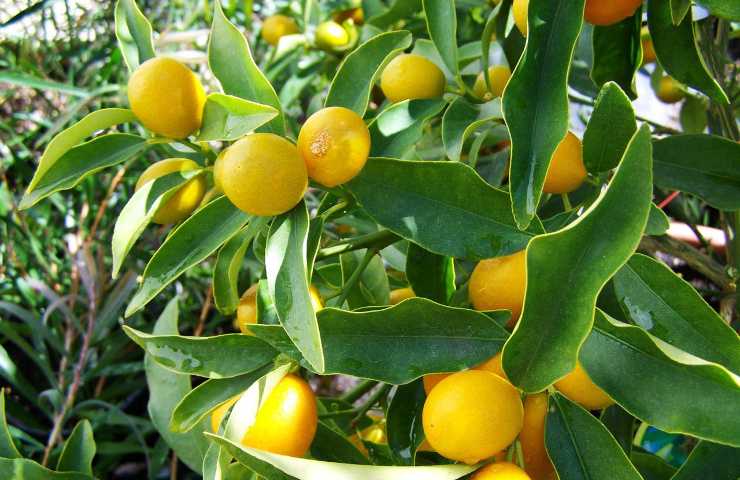 foglie limone preparazione piatti