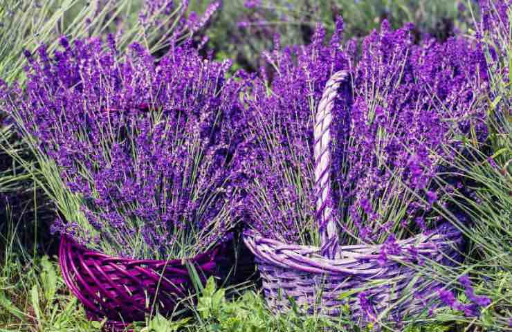 lavanda