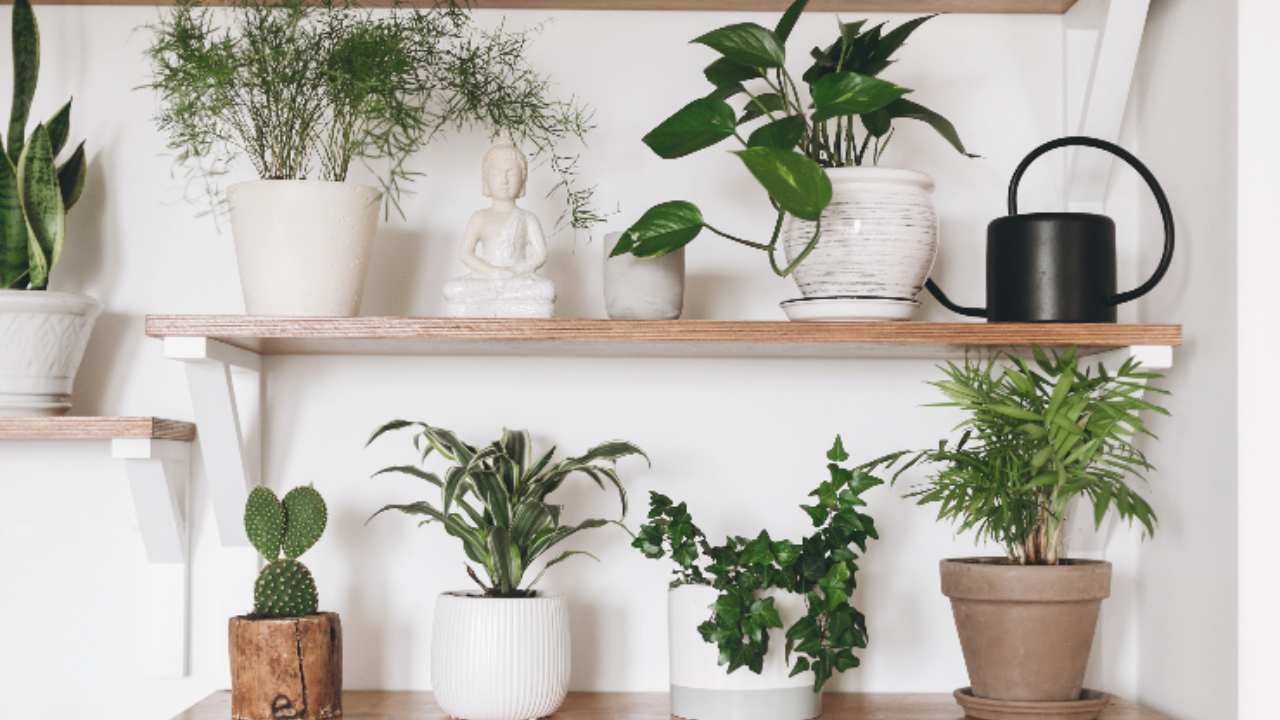 Migliori piante appartamento