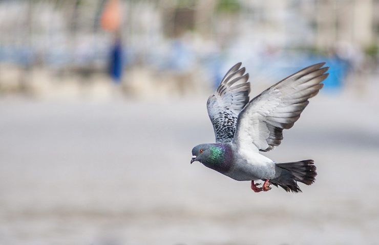 spezia allontana piccioni