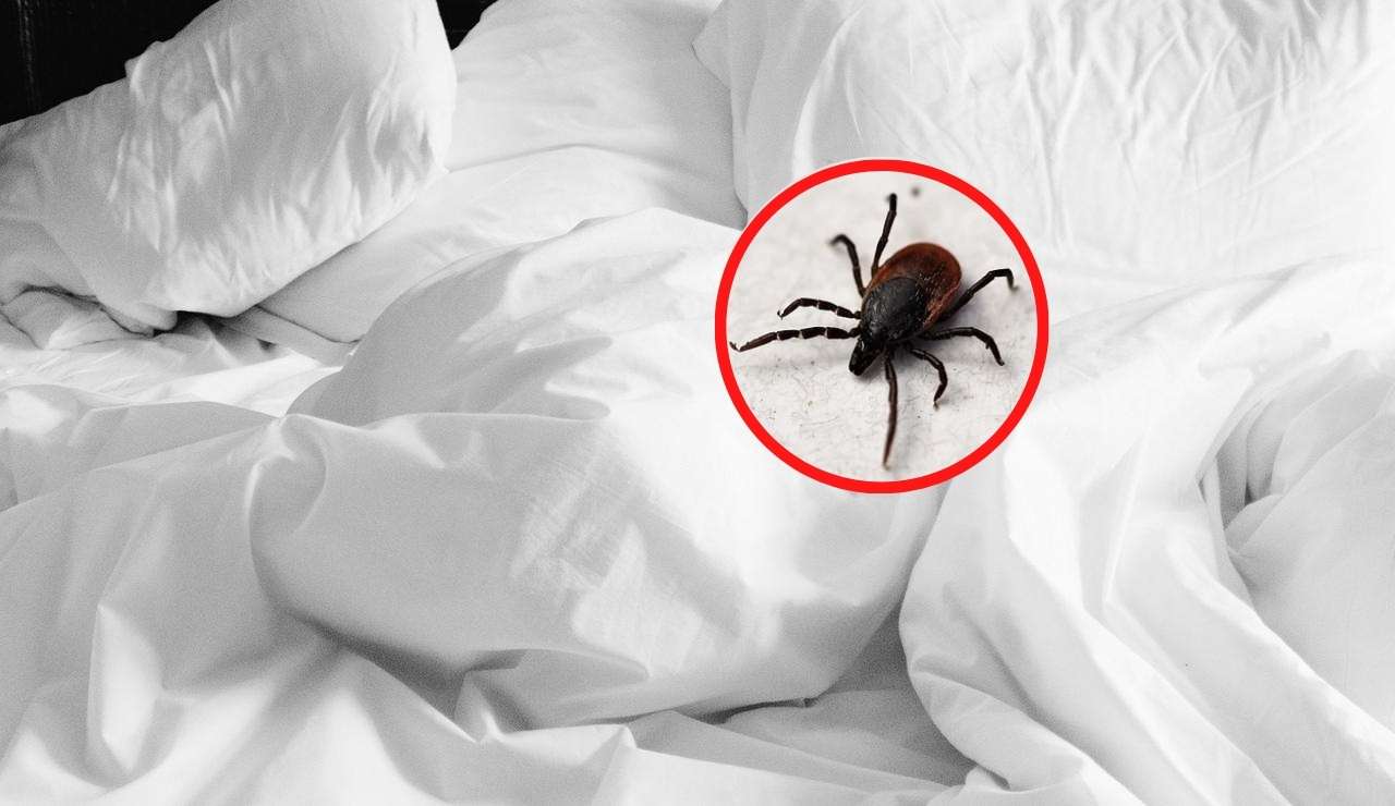 zecche letto
