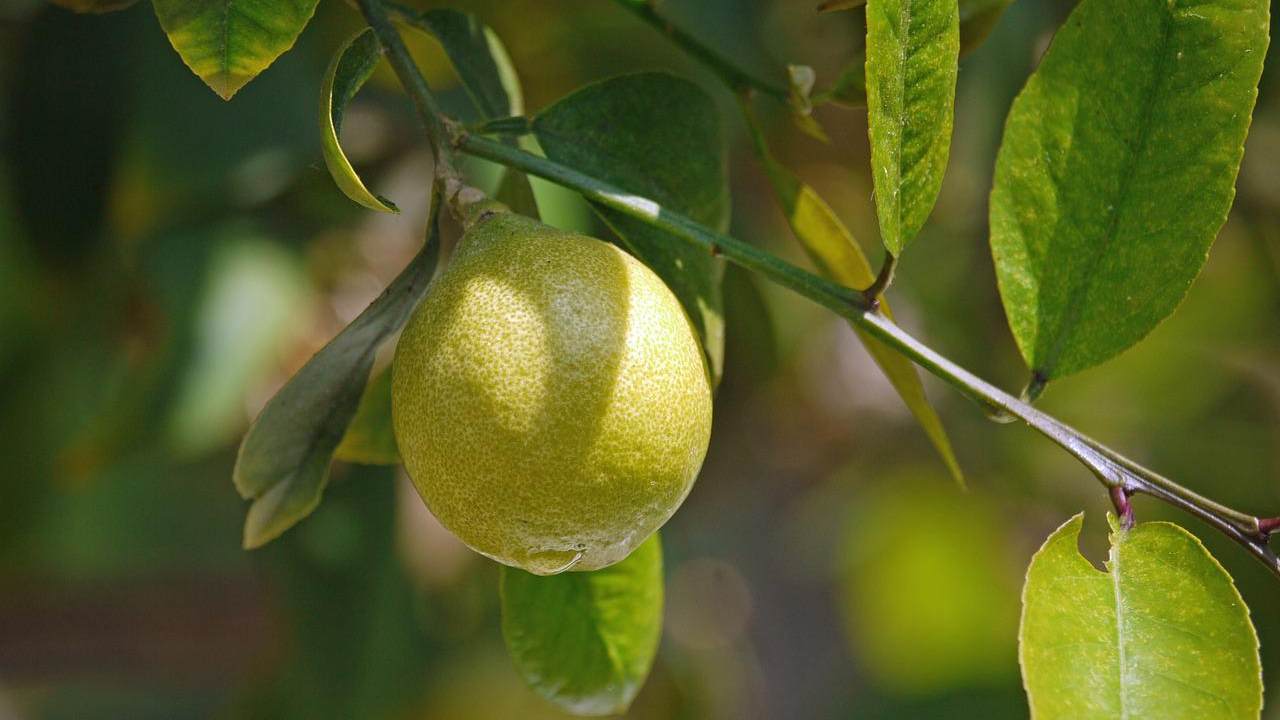 foglie limoni cucina