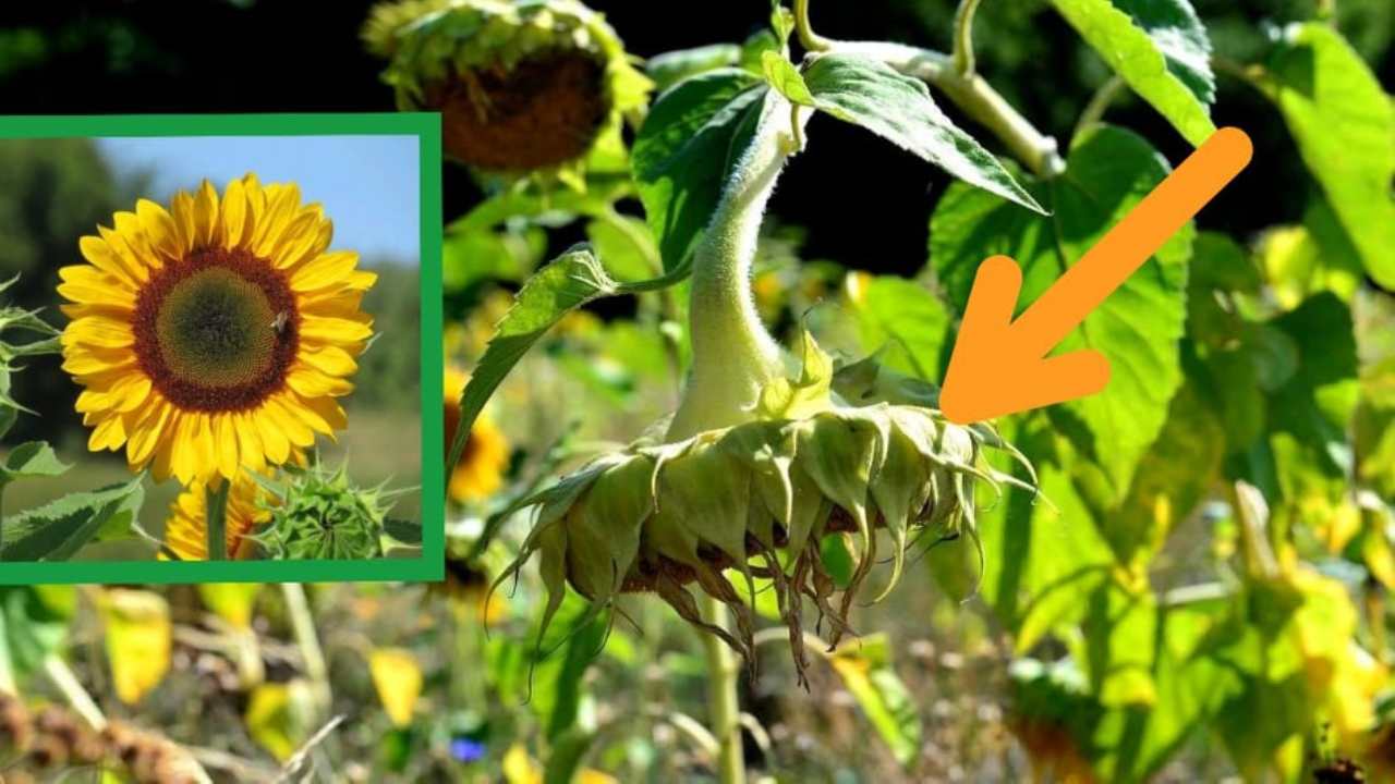 piante secche appassite tecniche