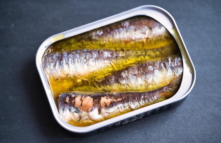 sardine