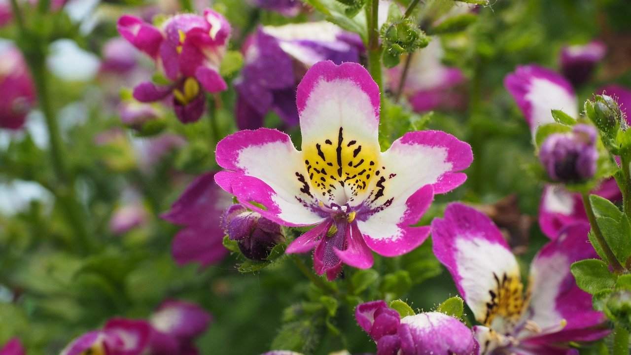 Schizanthus pinnatus, l'orchidea dei poveri, come coltivarla