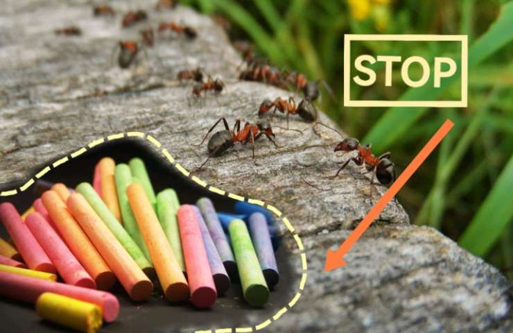 allontanare formiche gessetto