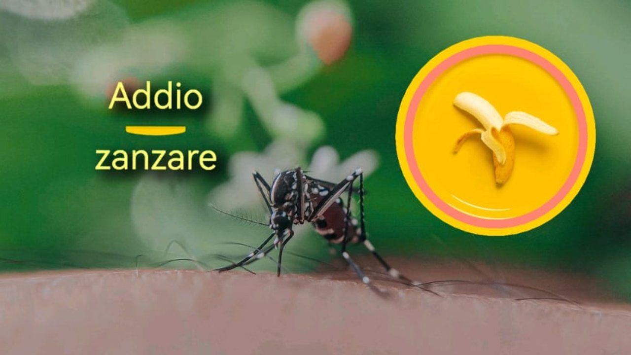 bucce banana trappola zanzare