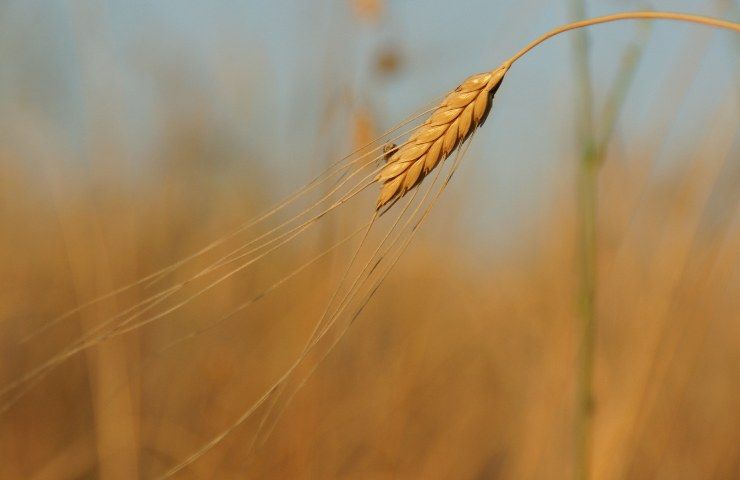 effetti benefici farro