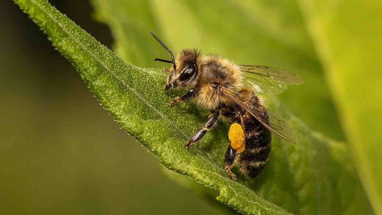 come tenere lontani gli insetti ingredienti metodo