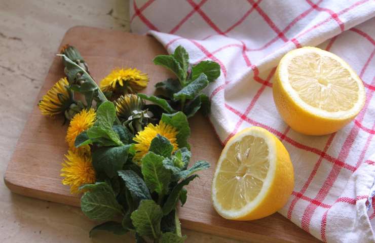 Un limone affettato ed una pianta