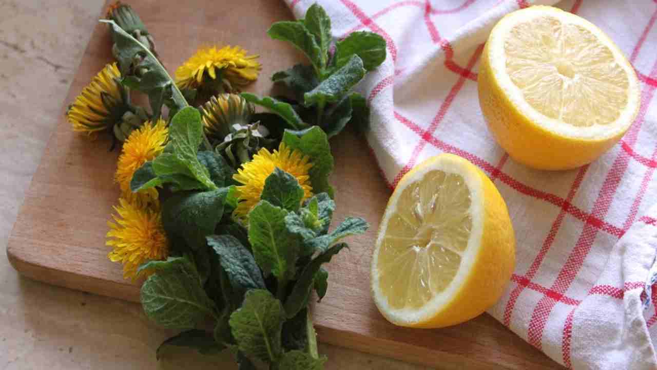 limone nelle piante fertilizzante insetti