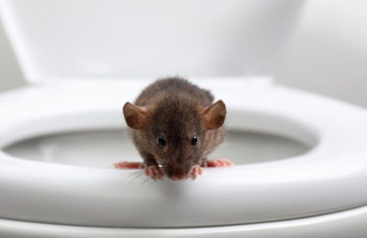 Un ratto sbuca dalla tazza del gabinetto