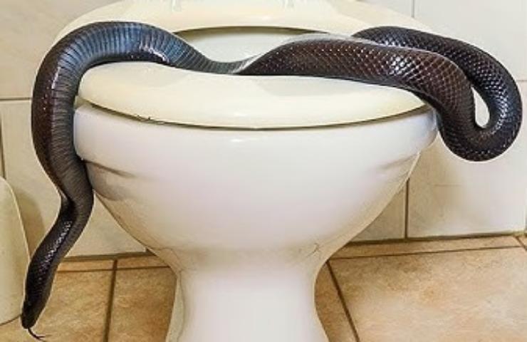 Un serpente che esce dal water