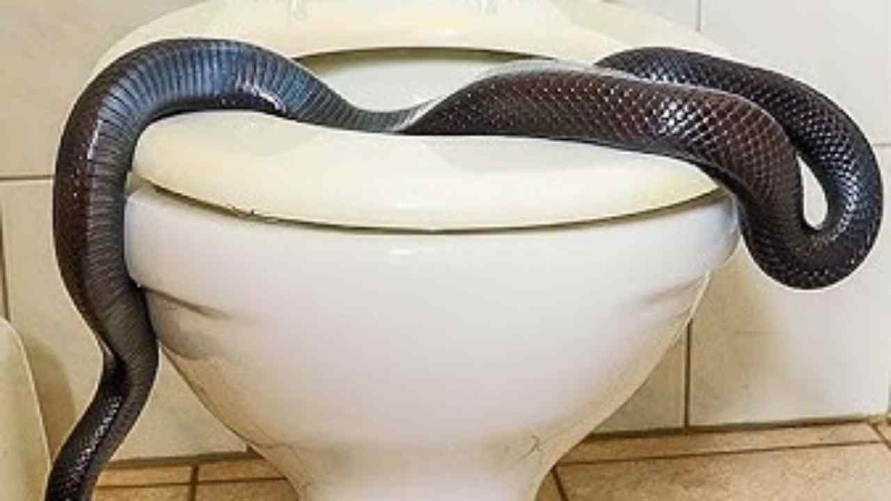 Animali che spuntano dal wc