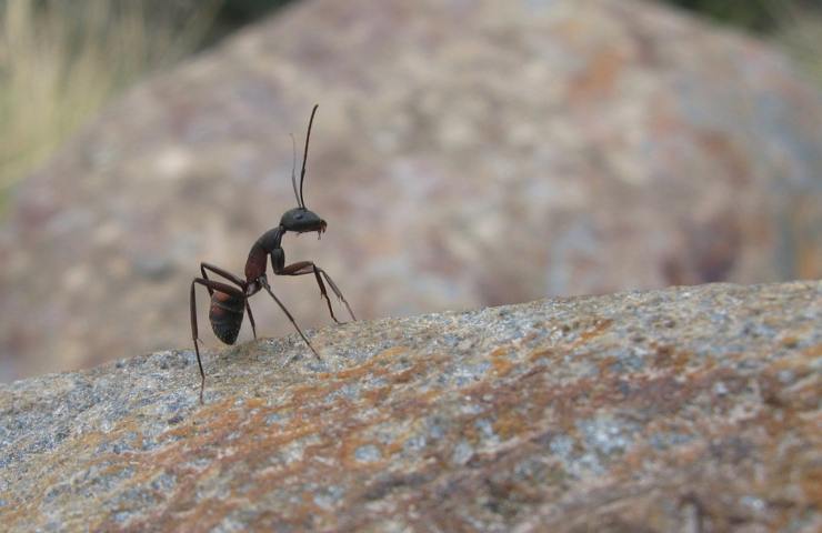 Una formica alla ricerca di cibo