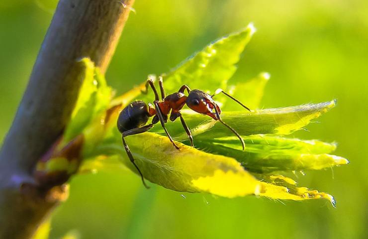 Una formica inquadrata in primo piano